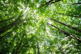 绿色森林树木鸟瞰图片